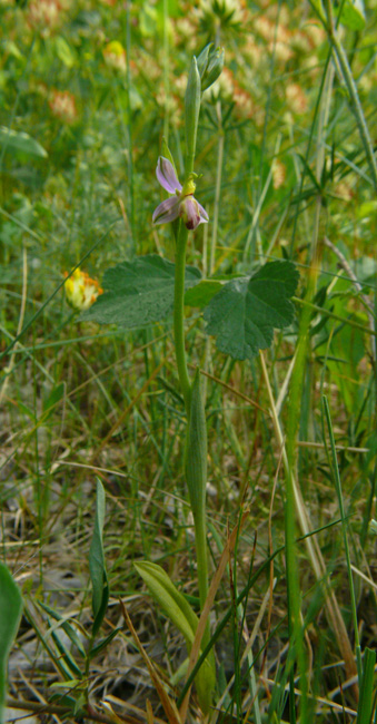 Ophrys apifera var. tilaventina